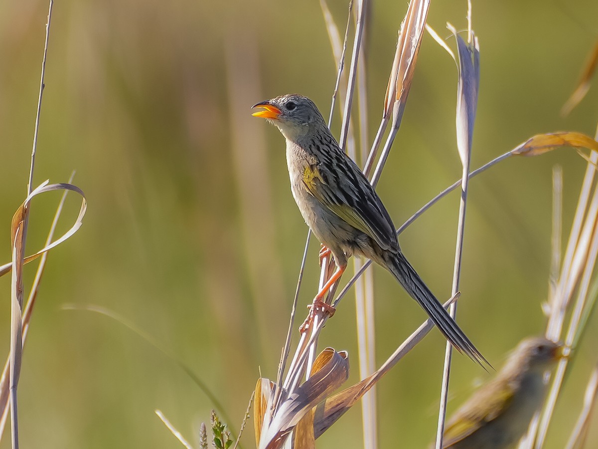 Wedge-tailed Grass-Finch - ML646544859