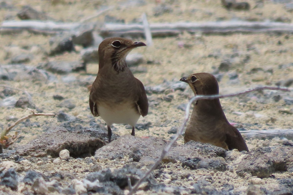 Oriental Pratincole - ML646544861