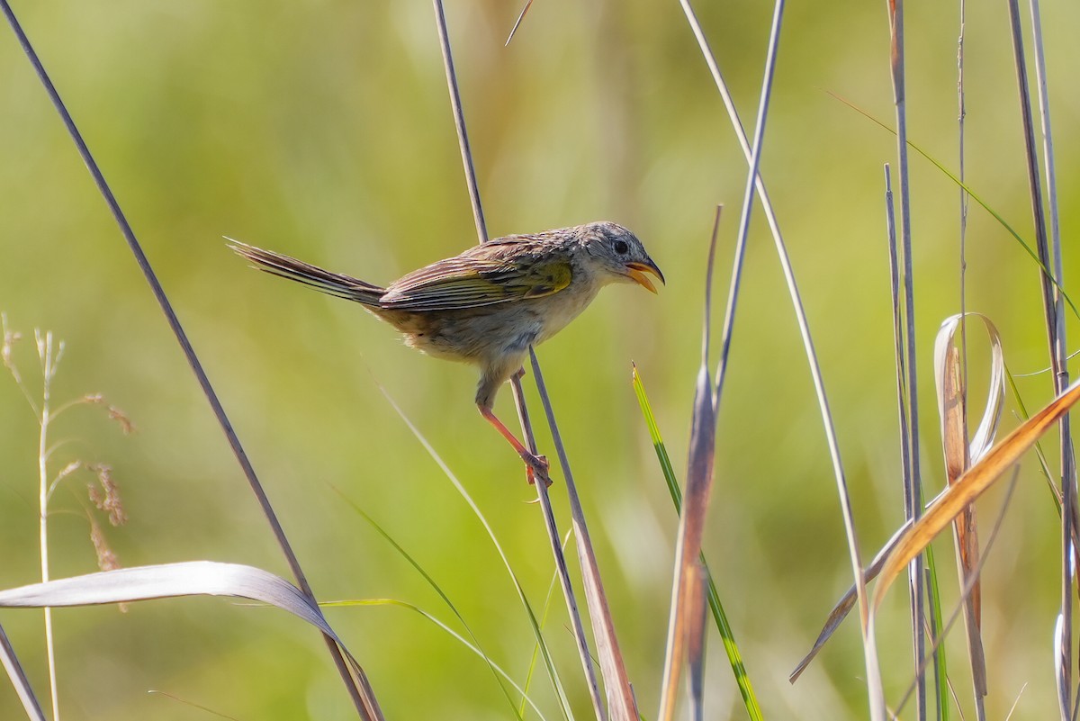 Wedge-tailed Grass-Finch - ML646544862
