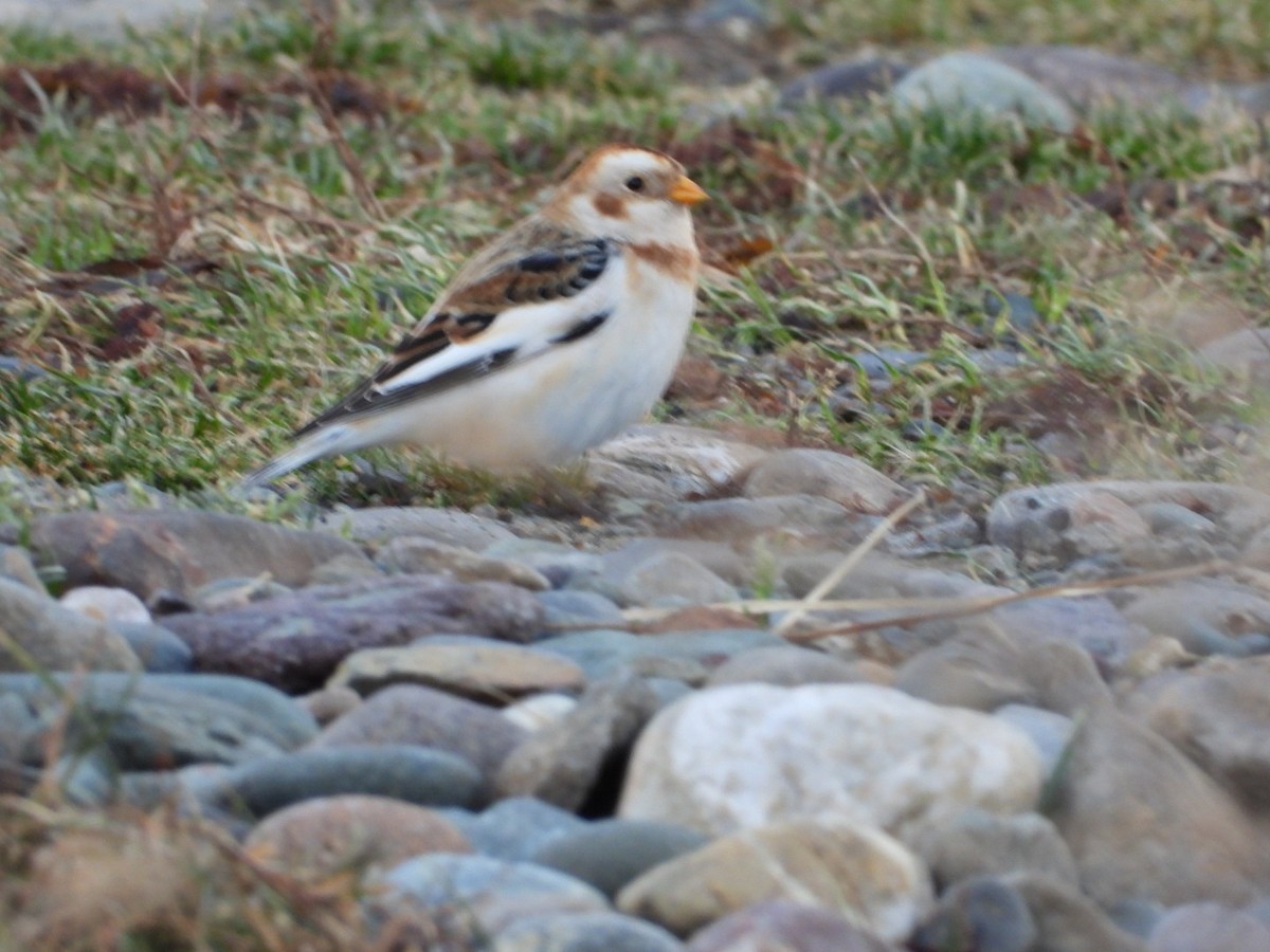 Snow Bunting - ML646544865