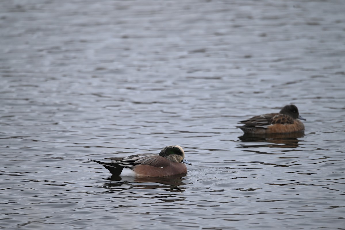 American Wigeon - ML646544867