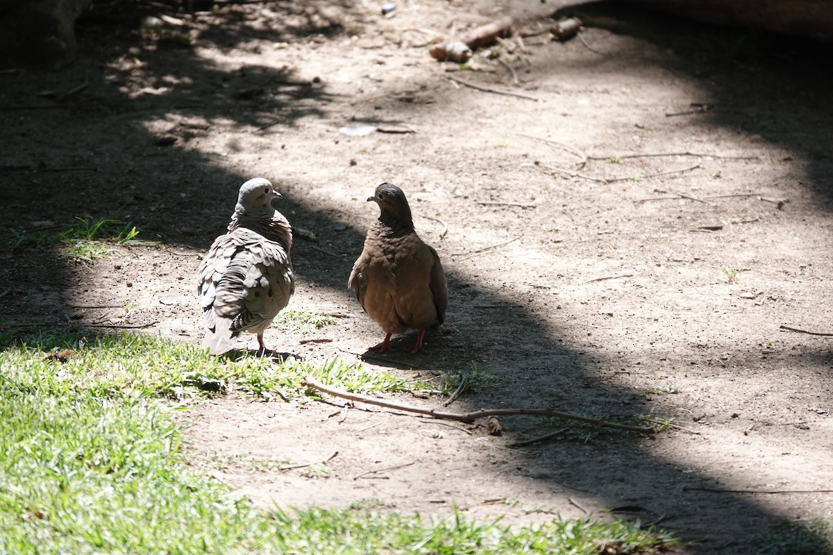 Eared Dove - ML646544868