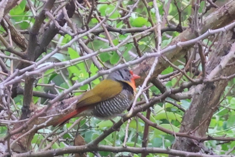 Green-winged Pytilia - ML646544870