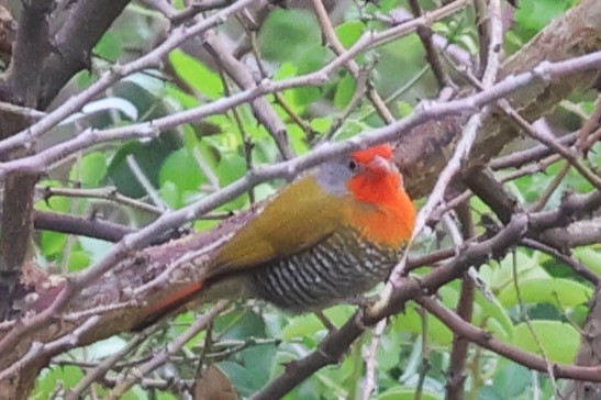 Green-winged Pytilia - ML646544871