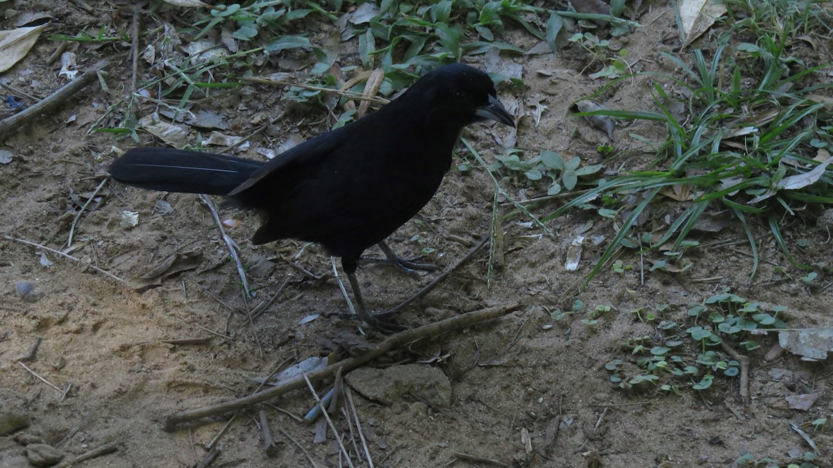White-lined Tanager - ML646544873