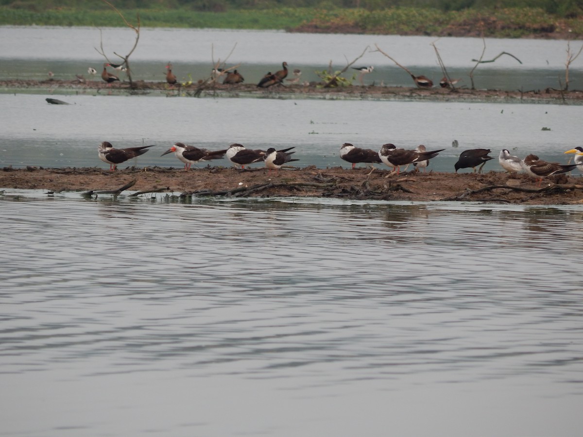 Amerikascherenschnabel - ML646544874