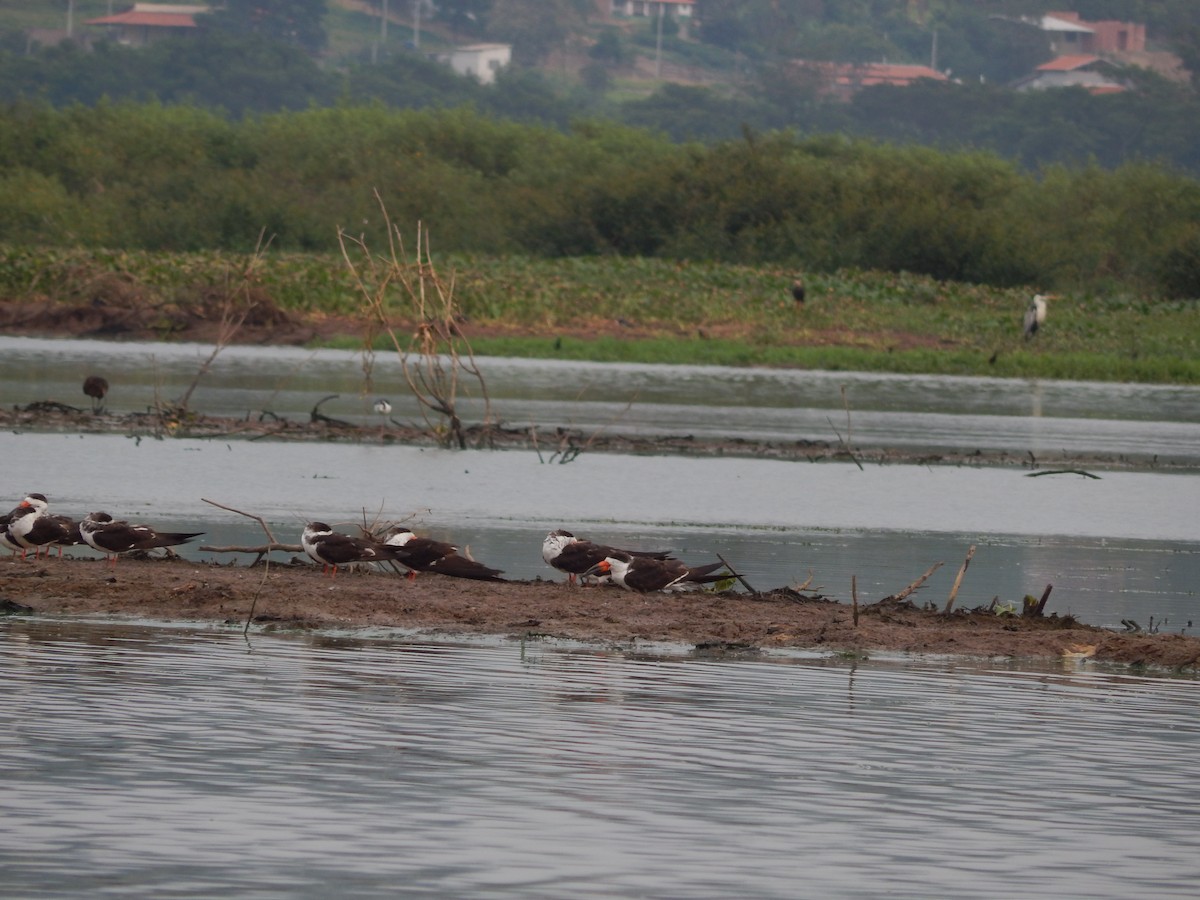 Amerikascherenschnabel - ML646544875