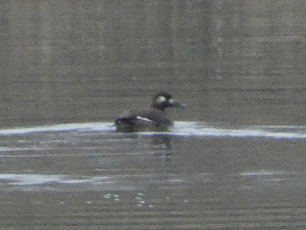 turpan kanadský - ML646544876