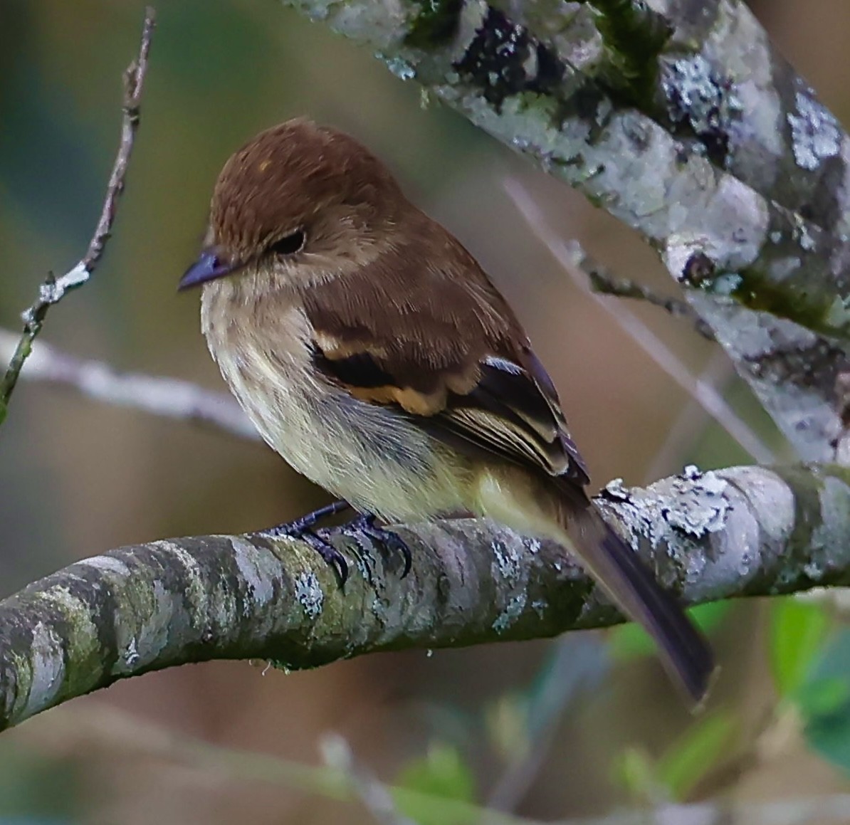 Bran-colored Flycatcher - ML646544879