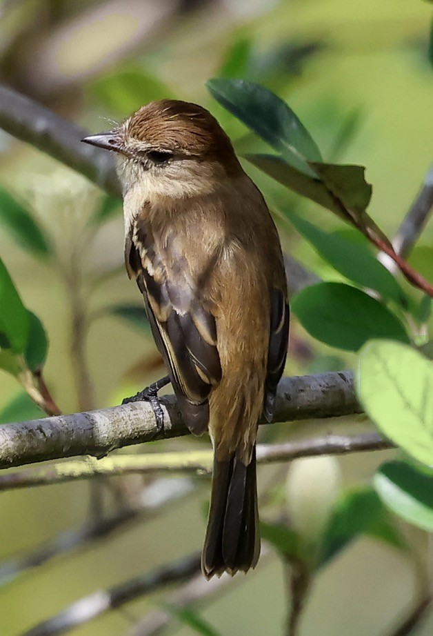 Bran-colored Flycatcher - ML646544880