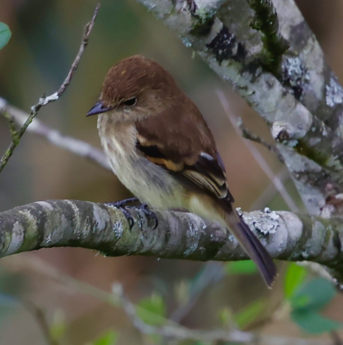 Bran-colored Flycatcher - ML646544881