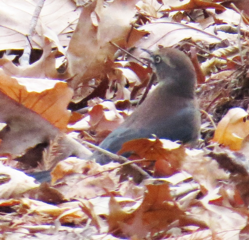 Rusty Blackbird - ML646544882