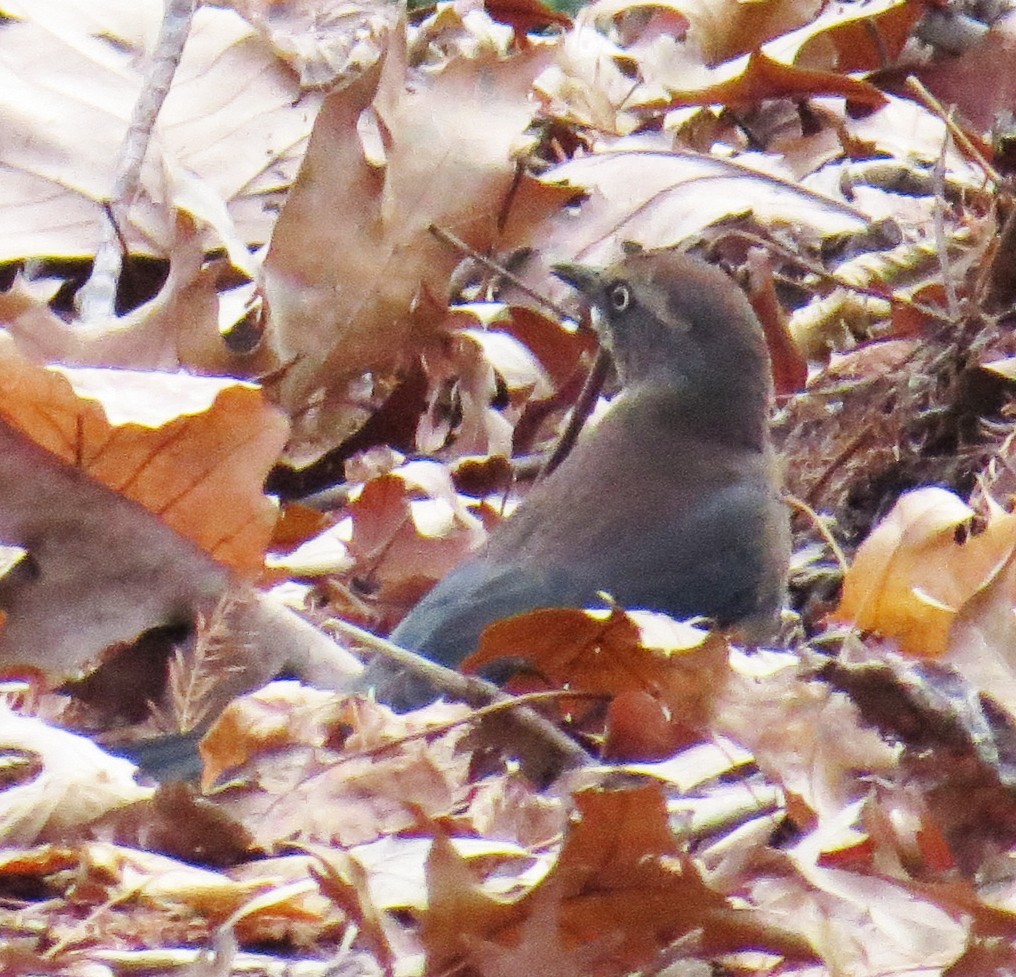 Rusty Blackbird - ML646544883