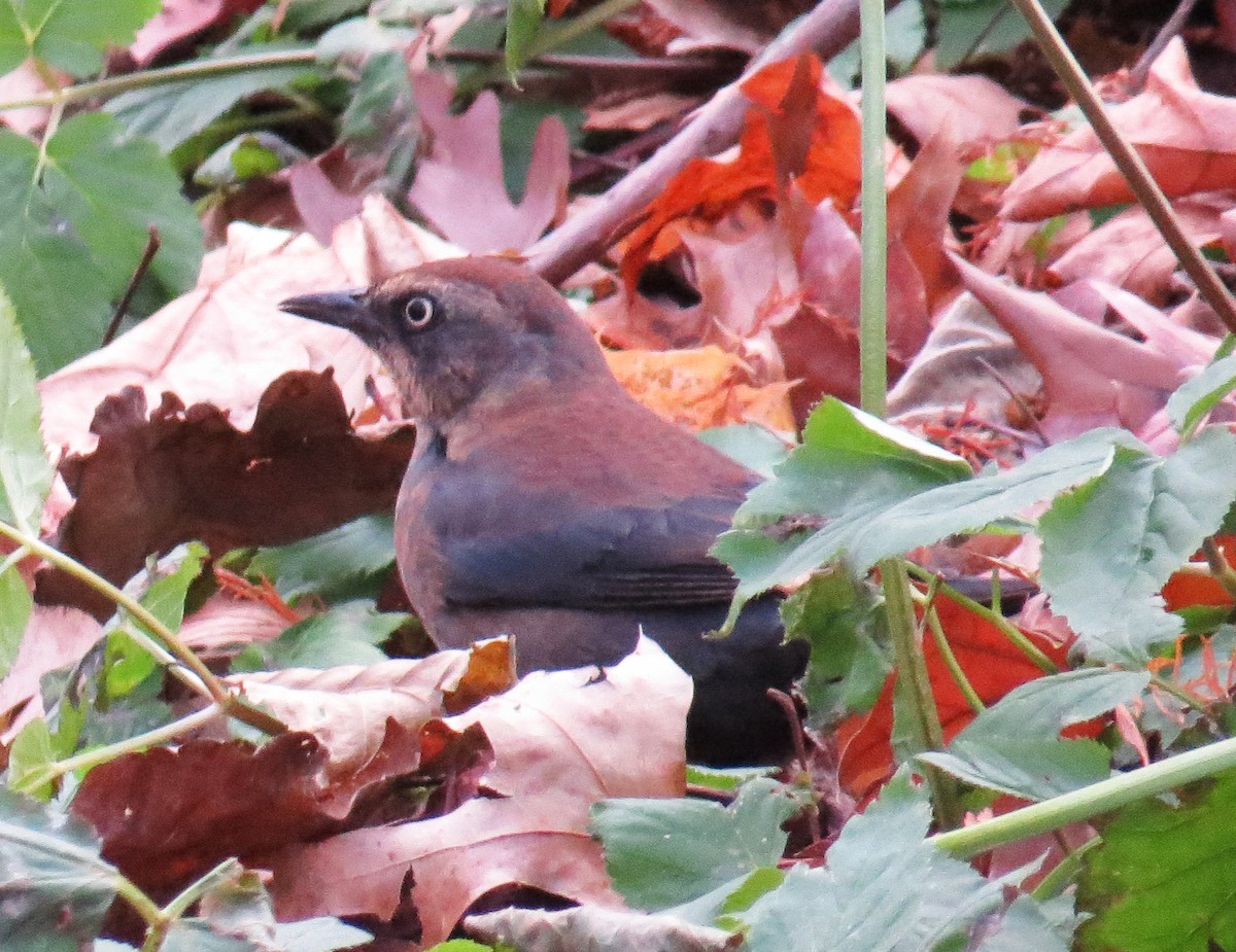 Rusty Blackbird - ML646544884