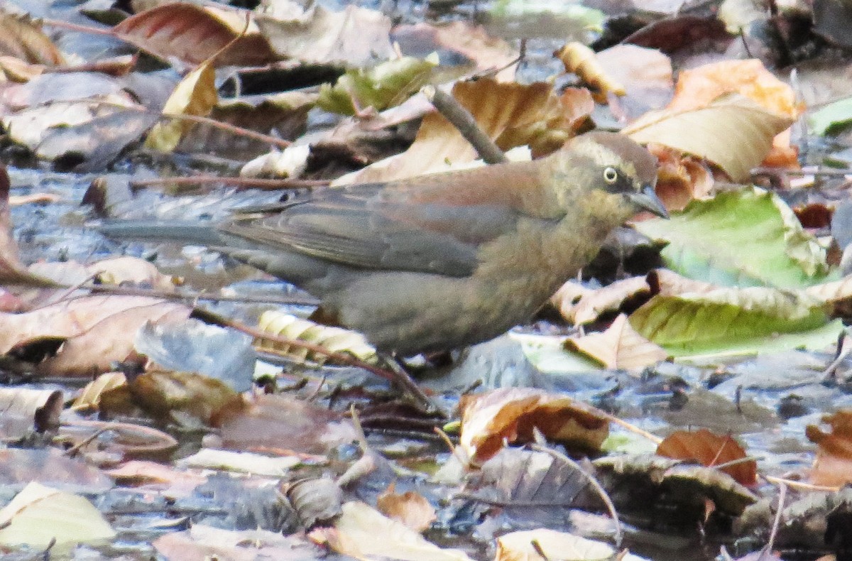 Rusty Blackbird - ML646544885