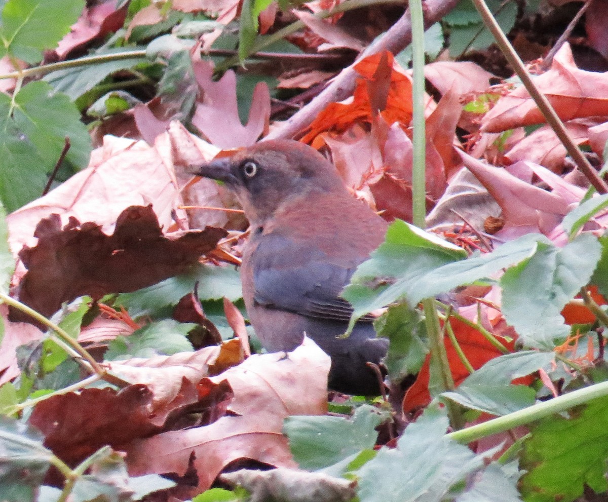 Rusty Blackbird - ML646544886