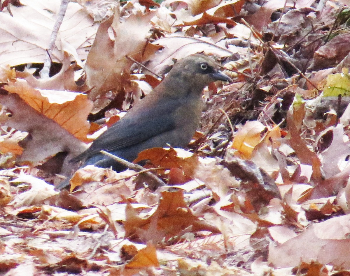 Rusty Blackbird - ML646544887