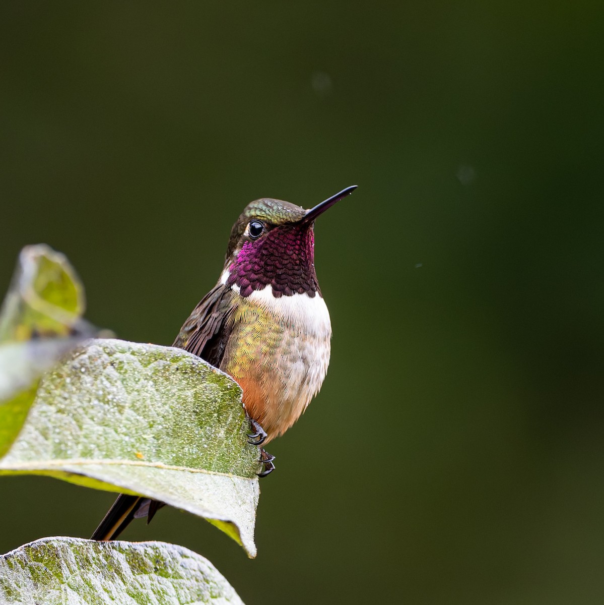 Magenta-throated Woodstar - ML646544888