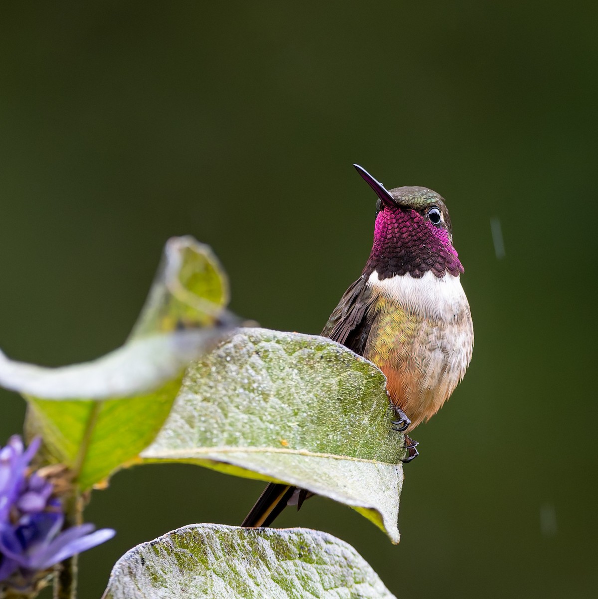 Magenta-throated Woodstar - ML646544889
