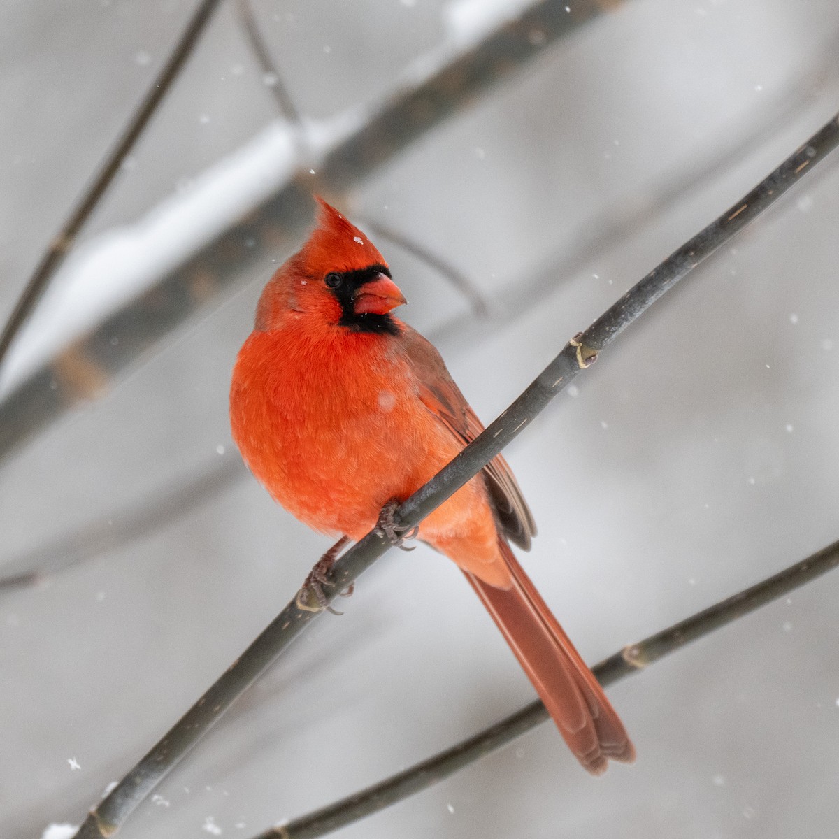 Northern Cardinal - ML646544891