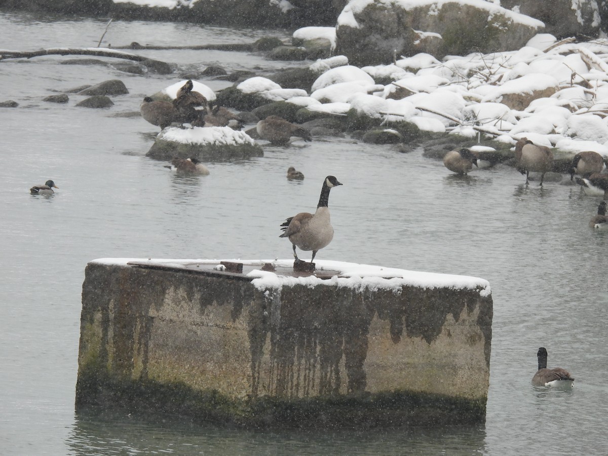 Canada Goose - ML646544892