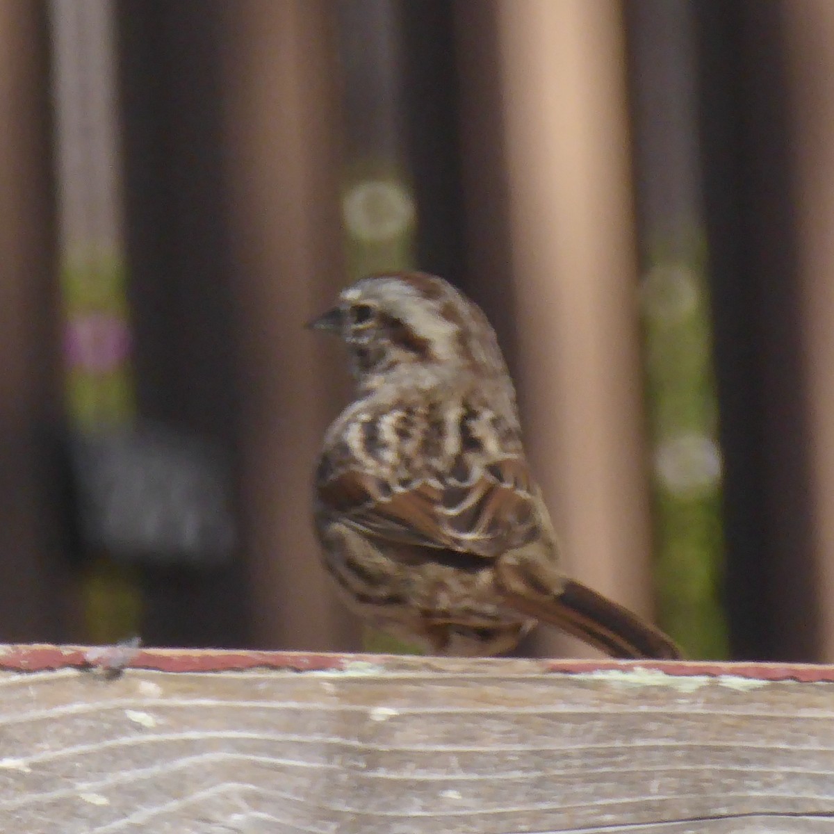 Song Sparrow - ML646544893