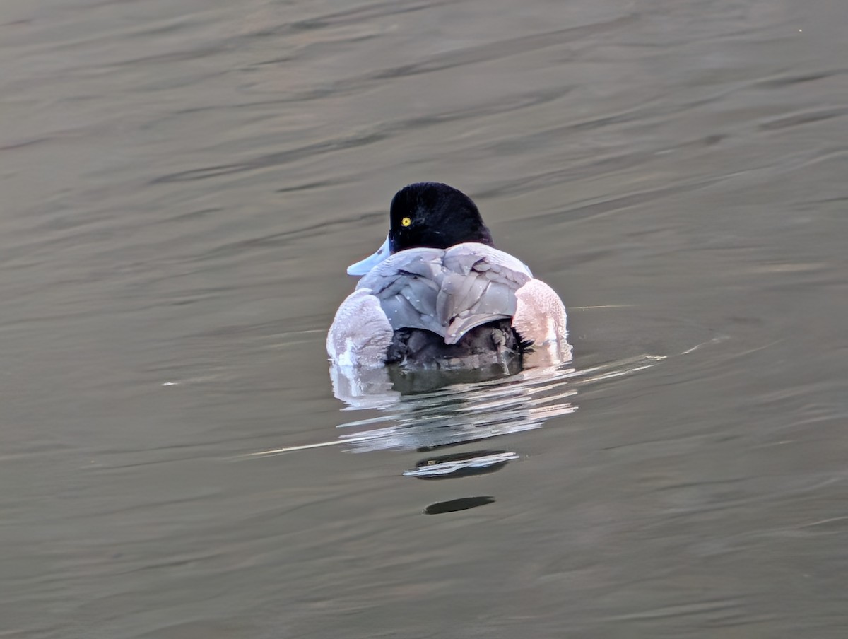 Lesser Scaup - ML646544894