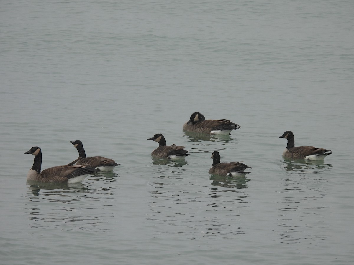 Canada Goose - ML646544895