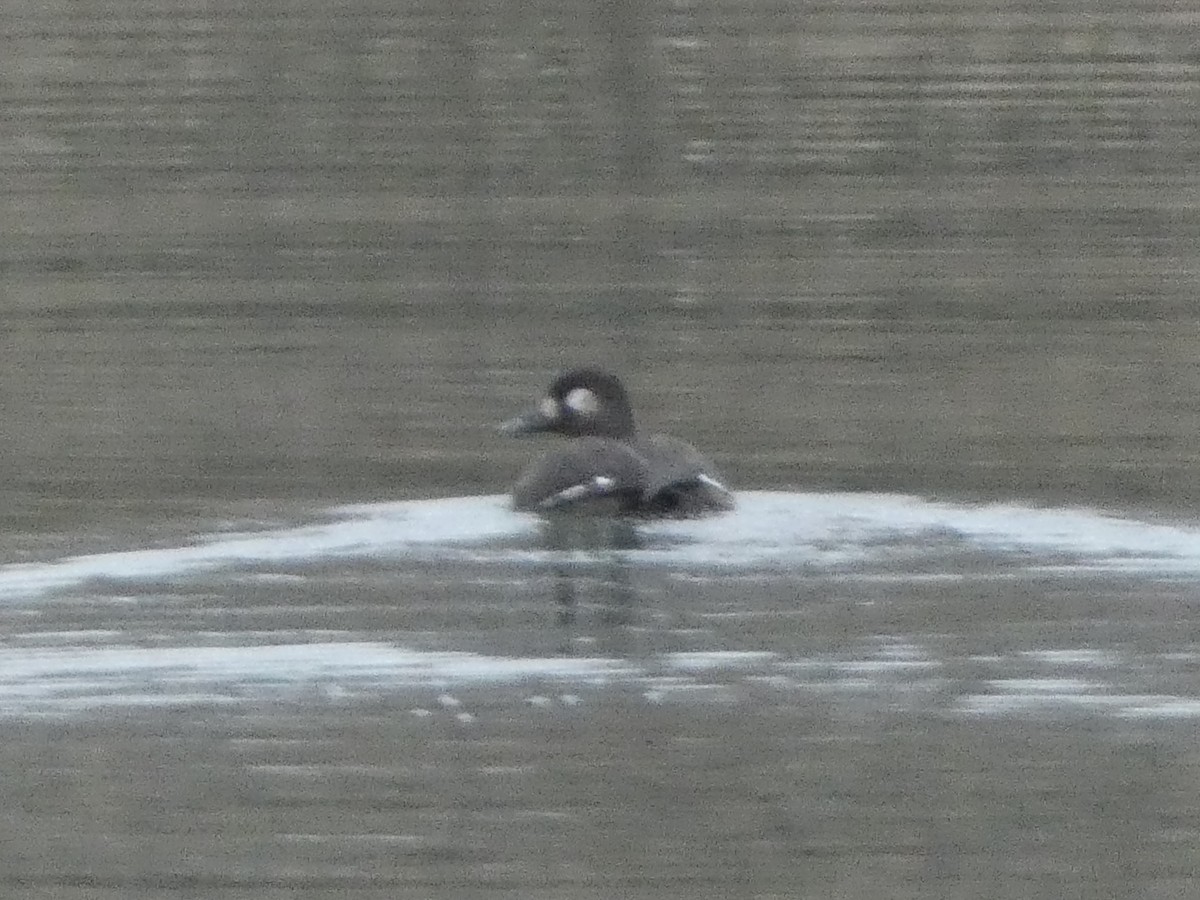 turpan kanadský - ML646544896