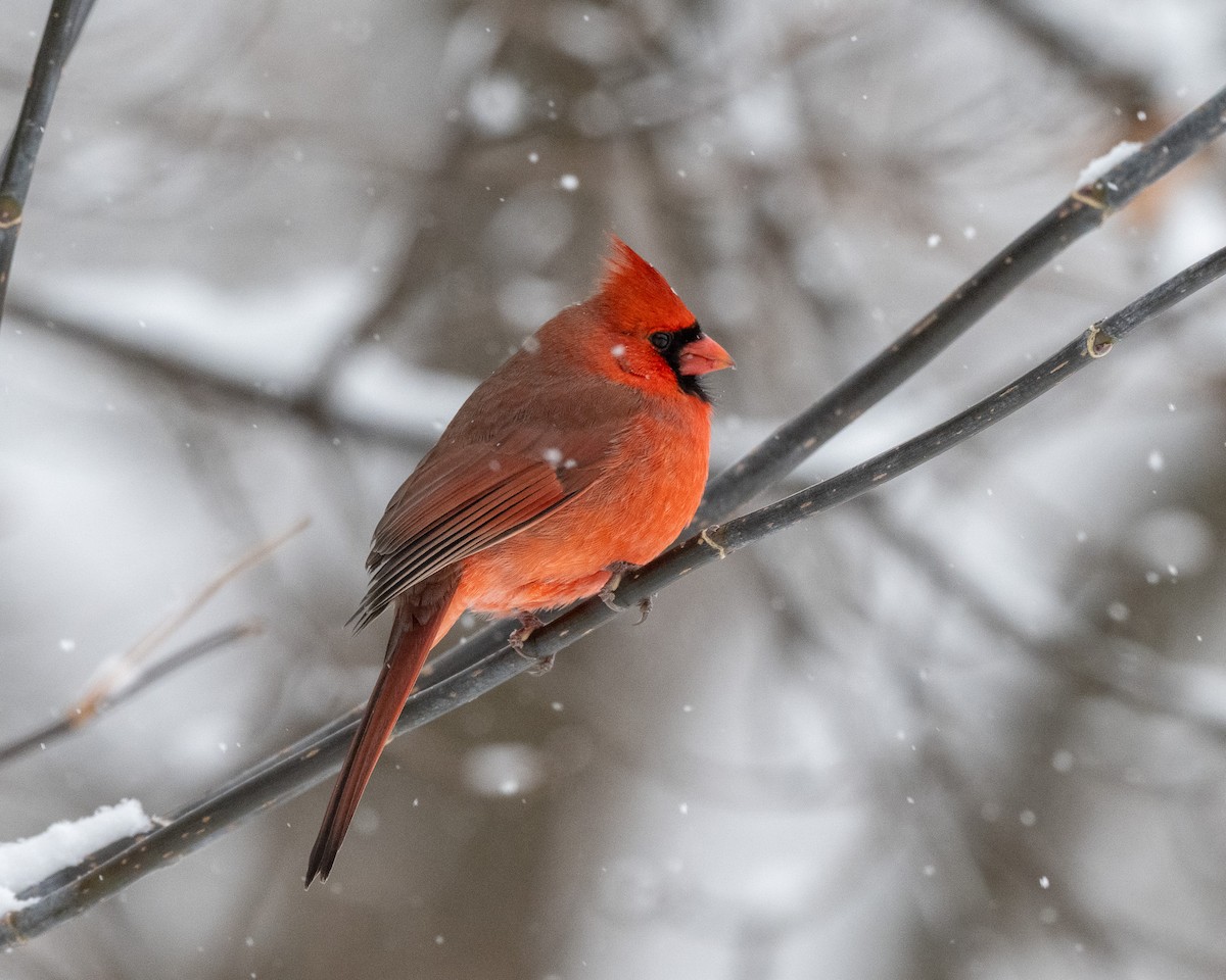 Northern Cardinal - ML646544897