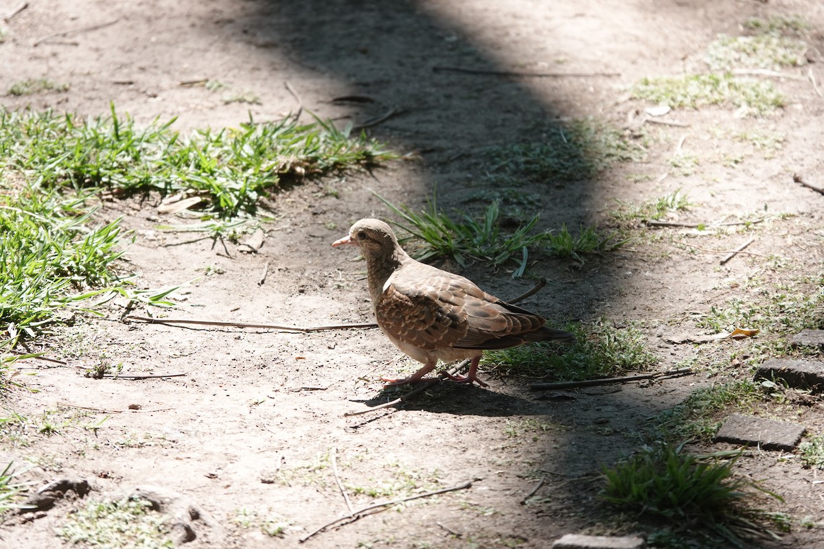 Eared Dove - ML646544900