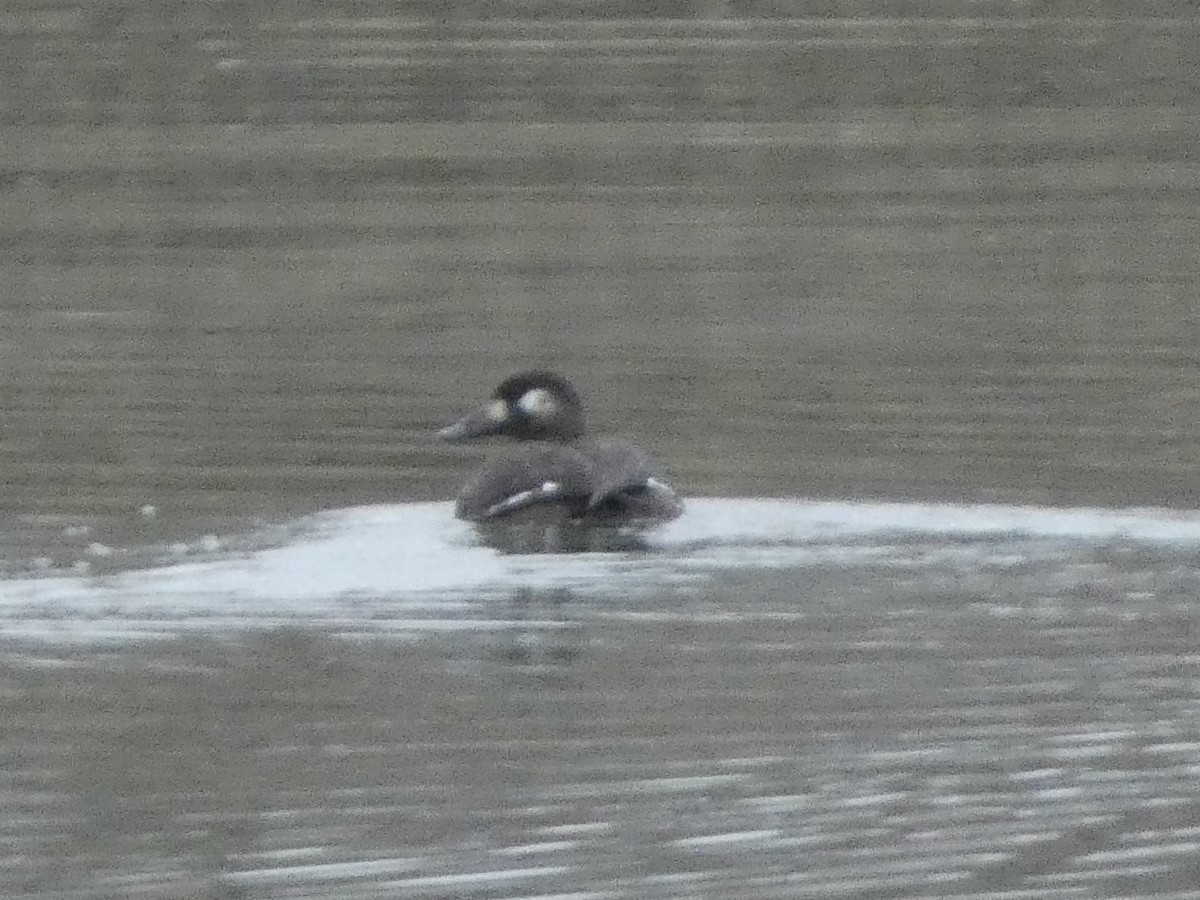 turpan kanadský - ML646544901