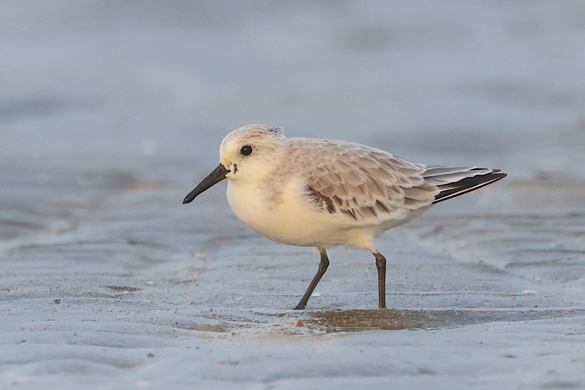 Sanderling - ML646544902