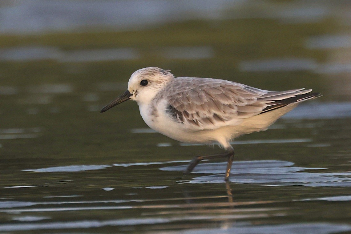 Sanderling - ML646544903