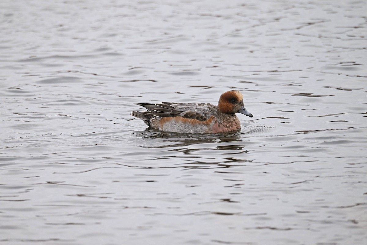 Eurasian/American Wigeon - ML646544904