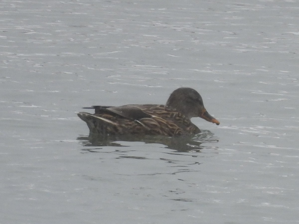 綠頭鴨 - ML646544905