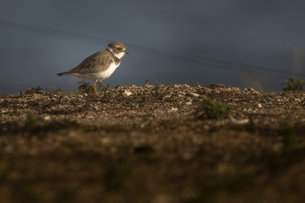 Semipalmated Plover - ML646544906