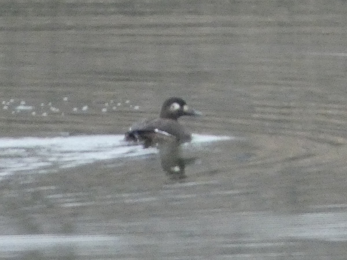 turpan kanadský - ML646544908