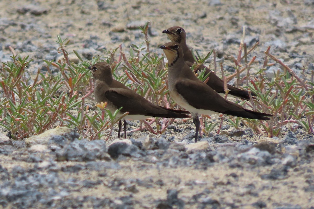 Oriental Pratincole - ML646544909