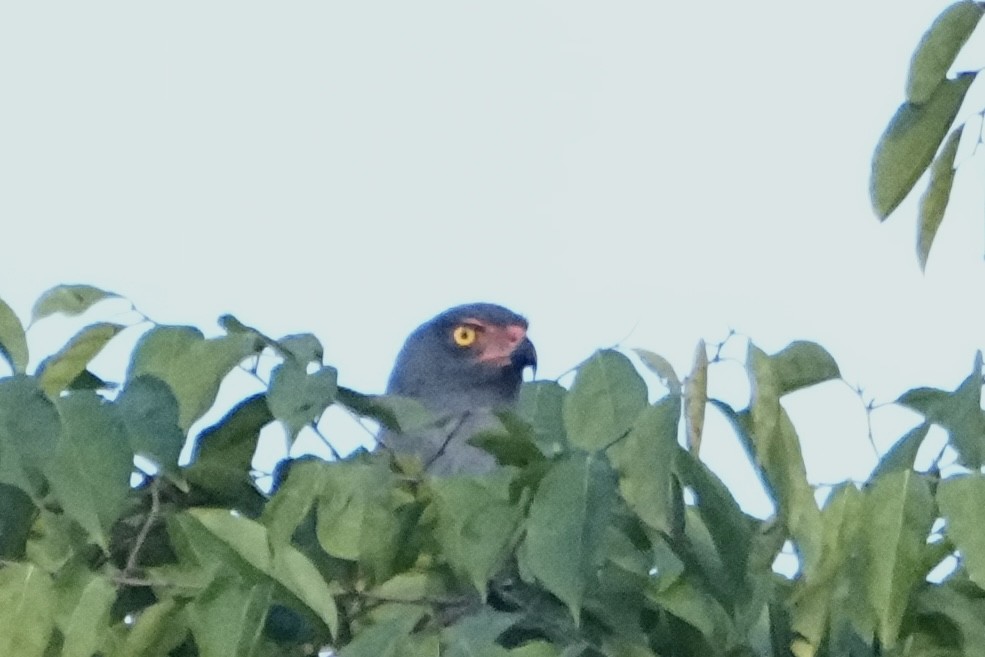 Slate-colored Hawk - ML646544911