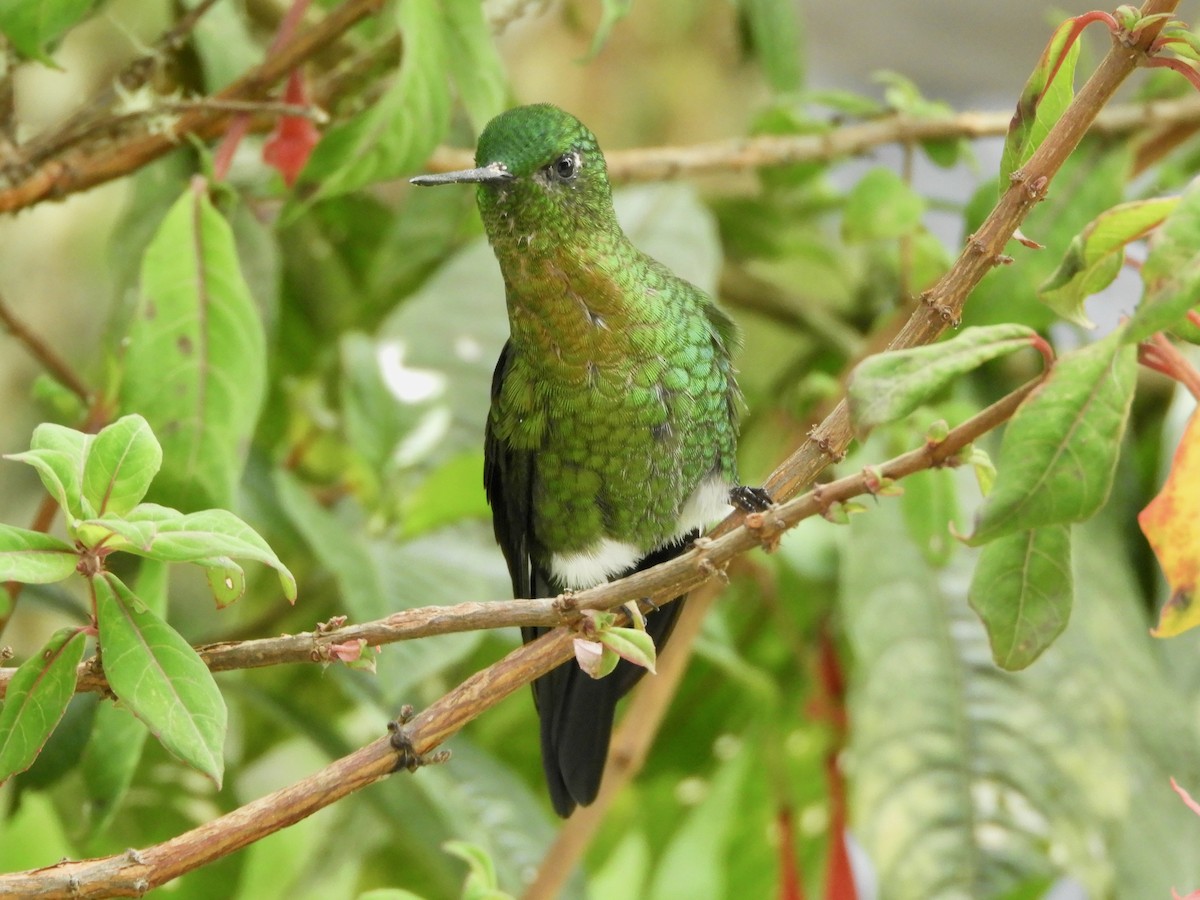 Golden-breasted Puffleg - ML646544912