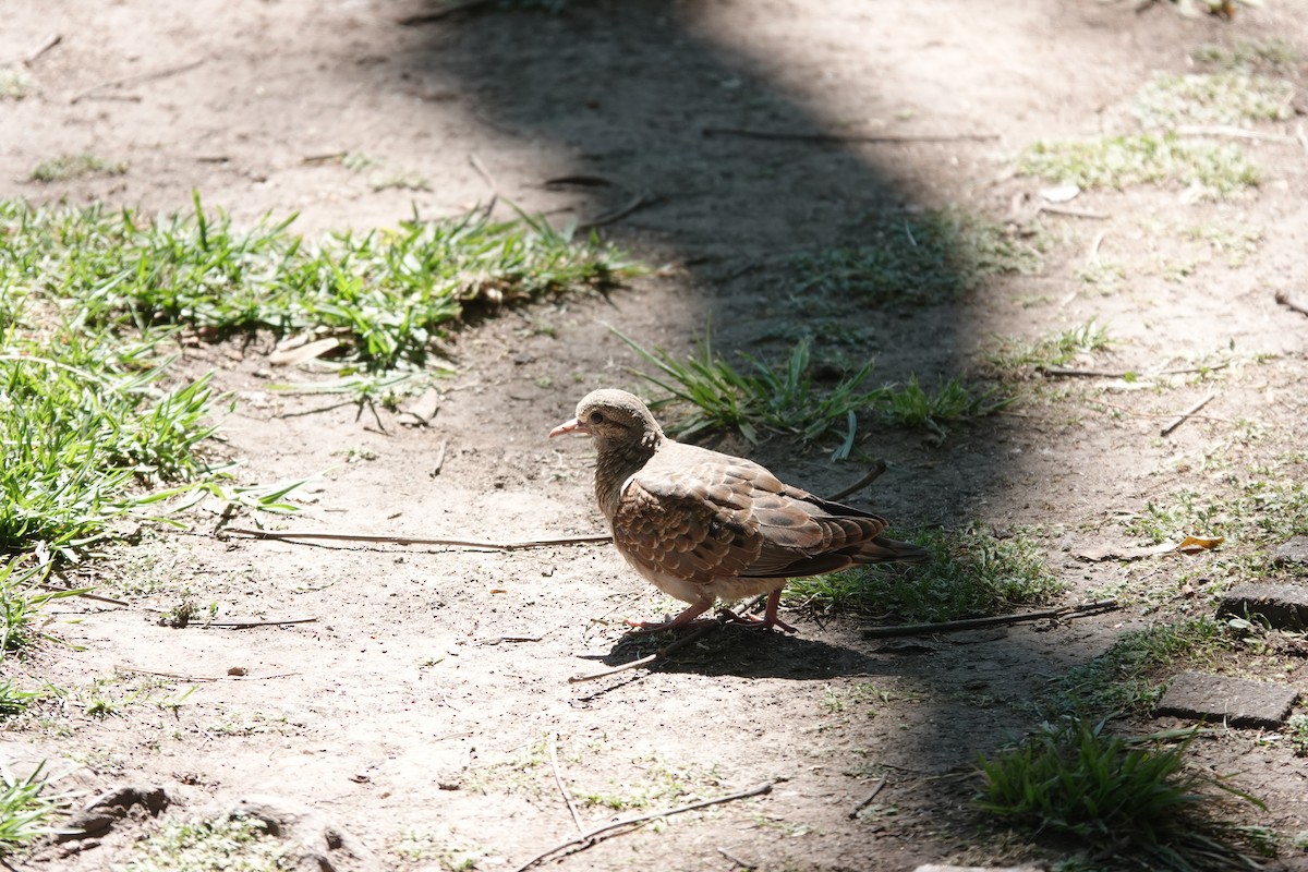 Eared Dove - ML646544914