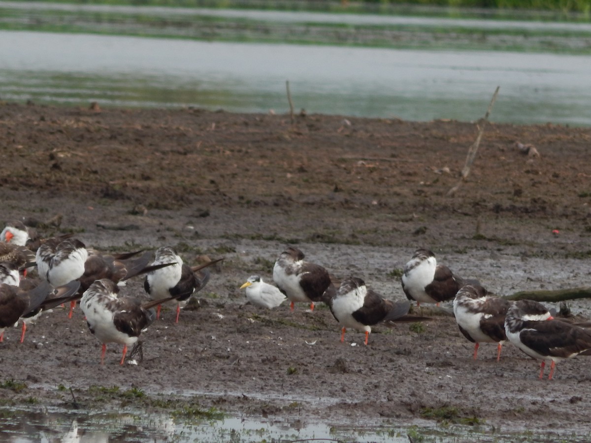 Amazonasseeschwalbe - ML646544921