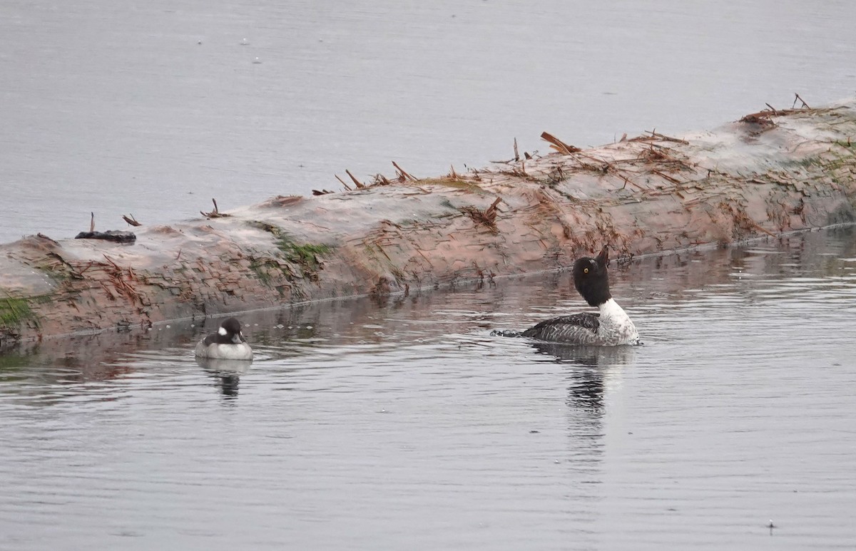 キタホオジロガモ - ML646544924