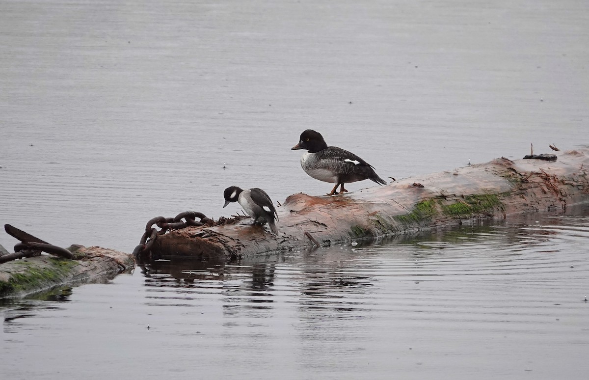 キタホオジロガモ - ML646544925