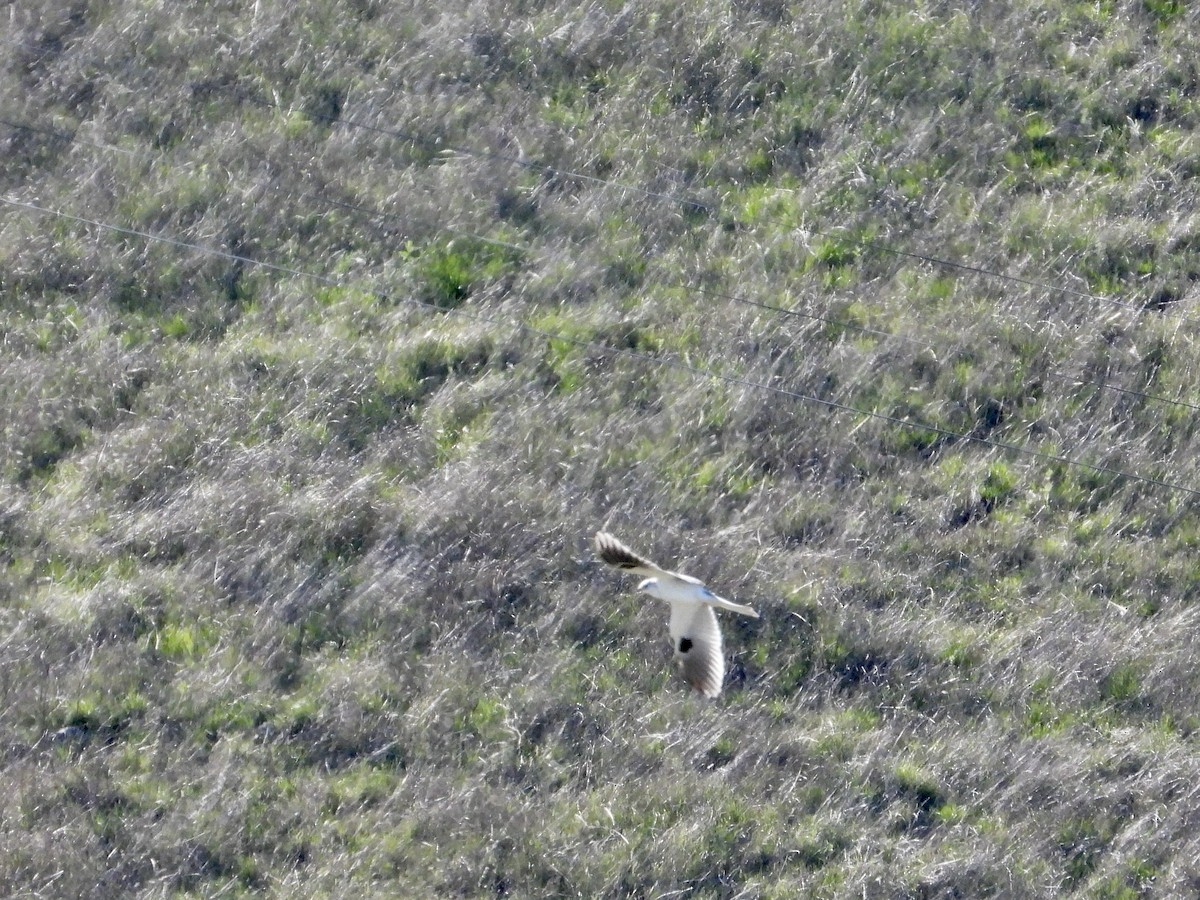 White-tailed Kite - ML646544926