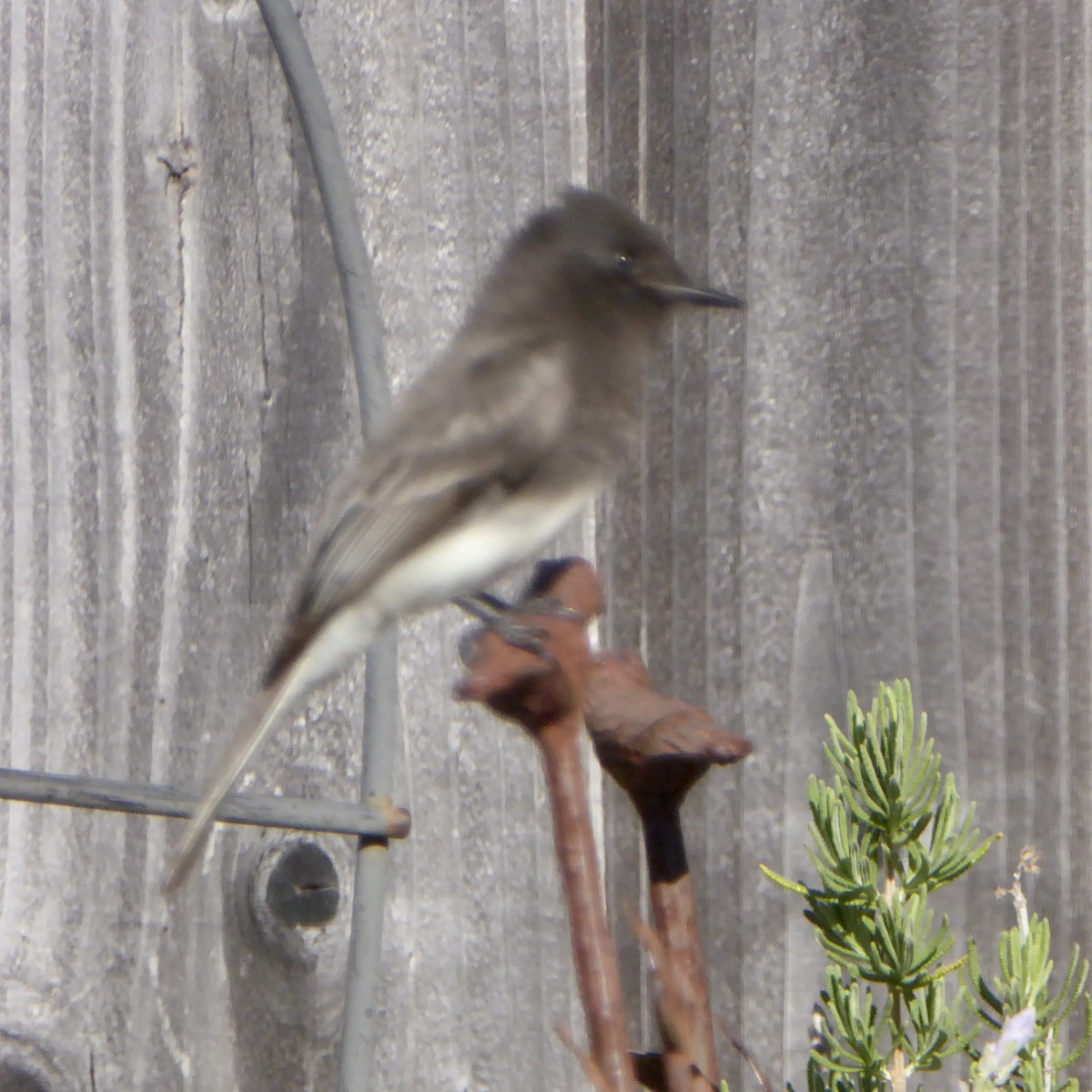 Black Phoebe - ML646544933