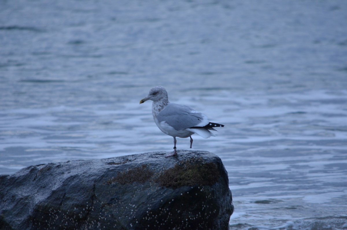 American Herring Gull - ML646544938