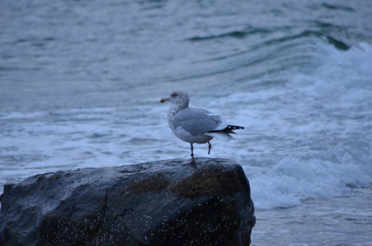 American Herring Gull - ML646544939