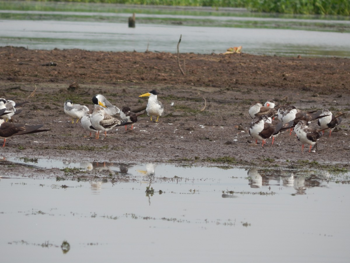 Großschnabel-Seeschwalbe - ML646544940